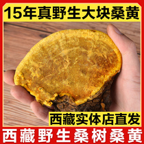 (More than 15 years )Tibet Wild Mulberry Mulberry Yellow Linzhi Ganoderma Lucidum Tibet Autonomous Region 250g