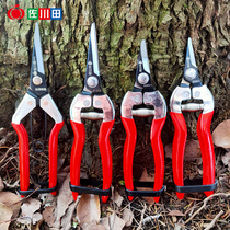 Sagawa Tian fruit cut fruit cut flower cut cut potted flower cut cut citrus orange orange fruit vegetable picking fruit picking scissors