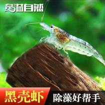 Tropical black shell shrimp ornamental shrimp fresh algae removal shrimp cleaning tool shrimp freshwater extreme fire shrimp eat algae shrimp live