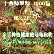 Tortoise natural forage grass seeds Timothy Rye Lysimachia chestensis oat chicory alfalfa grass tortoise breeding box