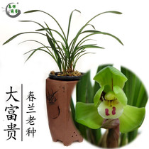 Spring Orchid Old Orchid Penguin Penguin Penguin Spring with Fruit Flower Flower Pot