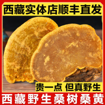 Special production strain 500g Tibets wild mulberry mulberry and yellow rinzhi autonomous region 500g