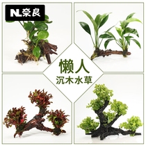 Sinking Wood Aqua Grass Living Fish Tank Sloth Fresh Water No Soil Oxygenation Plant Seed Water Algae Small Water Banyan Package Construction Wood