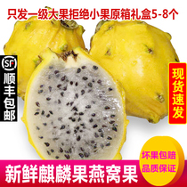 Song Mu Qilin fruit Birds Nest fruit yellow dragon fruit sweet waxy juicy fresh pregnant woman fruit fresh Shunfeng