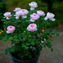 Austin rose seedling Swedish Queen shrub cut flower multi head courtyard balcony potted plant flower