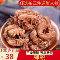 Chinese medicinal materials cicadas known skin 100g cicada shell worms worms and worms retreated monkey shells Golden Cicadas