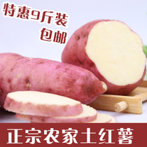 Ecological white heart chestnut sweet potato in 2020 is now digging fresh farm starch sweet potato new goods net nine pounds