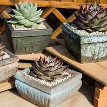 (Bangyong Shangpin)Jingdezhen vintage big four square rough pottery succulents flower pot breathable group of ebony Dongyun