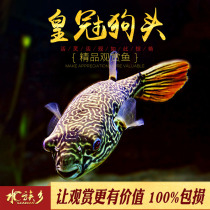 Crown dogfish tropical fish freshwater puffer zebra red papaya V-shaped round spot dogfish ferocious carnivorous living body