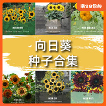 Seed Hunter Sunflower Seed Collection Imported Savior Edible Potted Flower Balcony Garden