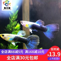 Fish City Guppy Live Lightning Blue Guppy Blue Dress guppy Blue guppy Tropical Aquarium Fish