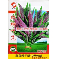 Red willow leaf amaranth seed sharp leaf red green sweat vegetable Chinese vegetable green garden spring autumn vegetable seed 10g bag