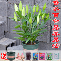 Lily seed ball four seasons strong fragrance multi-Bud plant flower seeds spring and autumn with Bud good perfume lily seed ball potted easy to live