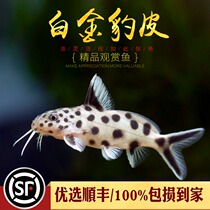 South American Platinum leopard Pisces reverse hanging cat beard big sails Poly spotted Horse tropical fish Tats bottom shelter fish living fish