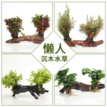 Sunken Wood Water Grass Tree fish tank decoration landscaping package small water Banyan lazy real water grass ornamental fish pepper grass plant Forest