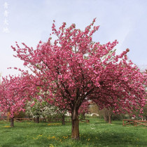 Cherry blossom seedlings Cherry blossom saplings Japanese cherry blossom saplings grafted early cherry blossom Late cherry blossom Cherry blossom seedlings greening seedlings blossomed that year