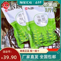 Chenyi story Kelp buds fresh and crispy super salted kelp seedlings 3 pounds of Xiapu specialty aquatic ingredients