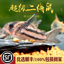 Super Second-line Rat Fish Schuvac Rat Super Shuwaz Rat Second-line Princess Superb Live Fish High-end Large Rat