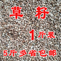 Bird food barnyard grass seed hibiscus bird parrot pearl bird Wen bird protein high 500 grams a piece