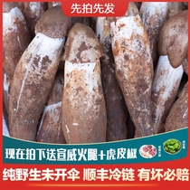 Yunnan wild fresh chicken fir fungus litchi mushroom fresh brown mushroom seed torchard chicken fir oil 500g Shunfeng
