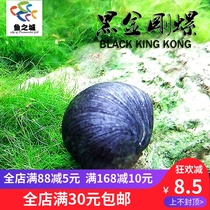 Black diamond snail Black diamond snail living algae removal Black diamond snail Large viewing snail Ornamental snail Living algae removal