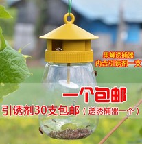 Fruit fly trap Orchard vegetable field melon fruit fly needle Bee fruit fly attractant