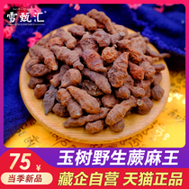 Xue Zhenhui Qinghai Yushu wild fern ginseng fruit flagship store non-Gannan hemp Nutrition Nourishing fresh 250g