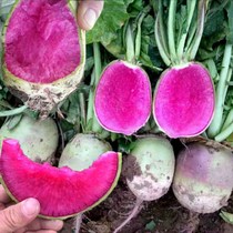 Radish seeds Full house red fruit Red heart four seasons Autumn red meat radish seeds Seeds Vegetables seeds Winter