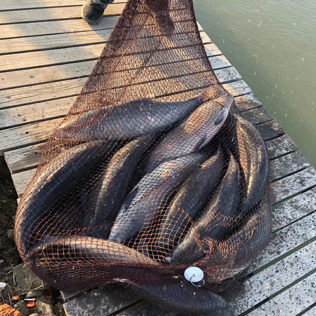 Green Fish Big Things Fish Protection Black Pit Grass Fish Large Fish Mesh Bag Lengthened Grass Carp Fishing Reservoir Bottling Fish