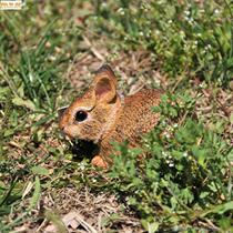 Cute rabbit American toy Safari Cotton Tail Rabbit static animal model doll gift ornaments doll