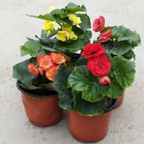 Potted four-season flowering flowers Liger begonia rose begonia seedlings four-season begonia seedlings double-petal with flowers delivery