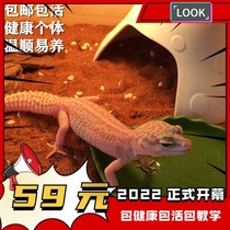 Rare BAO WEN gatekeeper lizard small climbing pet lazy small desert easy to keep easy to live entry can get started with young pets