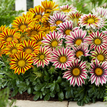 Medal chrysanthemum seeds flowers and plants Four Seasons easy planting outdoor indoor balcony potted flower seed a bag of 50