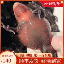 Red belly toad big Hashima 14~16 a catty of national Northeast forest frog living stone toad