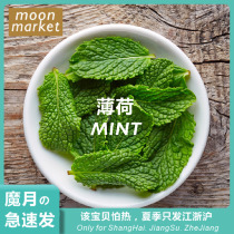 (Magic Moon) Fresh mint leaves Fresh Mint 50g Fresh Spices Moon Market