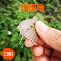 Tortoise Mississippi Turtle Little Turtle Living Pet Water Turtle Ornamental Turtle Living Turtle