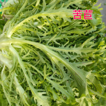 Bitter chrysanthemum rapeseed seeds bitter chrysanthemum seeds cold-resistant balcony four seasons autumn sowing potted vegetables