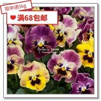 Flower edge Pickles imported flower seeds * American Pan Am * Cord Pansy * Mini Flash 5