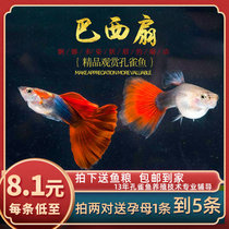 Fish Age] Brazilian red fan boutique guppyfish tropical ornamental fish folding fan tail cub maniac small living