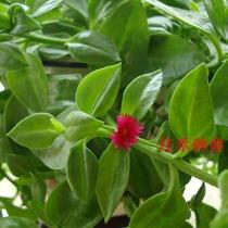 Field Seven Seeds Wild Chinese Herbal Seed Three Seven kinds of Balconies Potted Vegetables Spring and Autumn Sowing