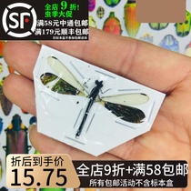 A1 Color Dragonfly Dragonfly Bean Maiden Rhinogypha anisoptera Specimens Genuine Insect Specimens