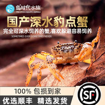 Native leopard point crab BAO WEN Sesame Crab Fresh Water Ornamental Pet Crab Deep Water Shrimp Crab Living Grass Vat Eat Bug Algae