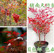 Flame South Tianzhu Potted Plant Green Seedwood Courtyard Scenic Plant Colorful Sapling South Tianzhu Red Sky Bamboo Bonsai