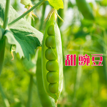 Sweet pea seeds Green beans Sweet crispy pea pods seed vegetable peas Four Seasons potted spring and autumn sowing vegetable seeds