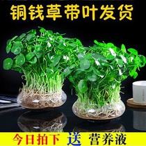 Hydroponic plants Copper money grass Office desktop potted money grass flowers indoor water and green plant protection survival