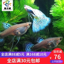 Guppies guppies live ribbon bluegrass-tailed satin-tailed Guppy live tropical ornamental fish