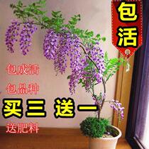  Garden wisteria radish tree Flower seedlings Climbing vine plants Four seasons climbing Arbor Day Precious tree saplings Purple Teng