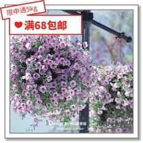 Flower edge Pickles imported flower seeds * Japanese TAKII * hanging Petunia * bel Series 5 pellets