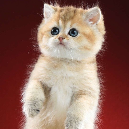 Gold gradient silver gradient net red cat British short-haired cat purebred pet cat live cub kitten gold point silver point