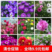 Flower seeds Four Seasons Sowing Mint Pyrethrum Jasmine Sunflower Cosmos Portulaca purslane Flower Seeds